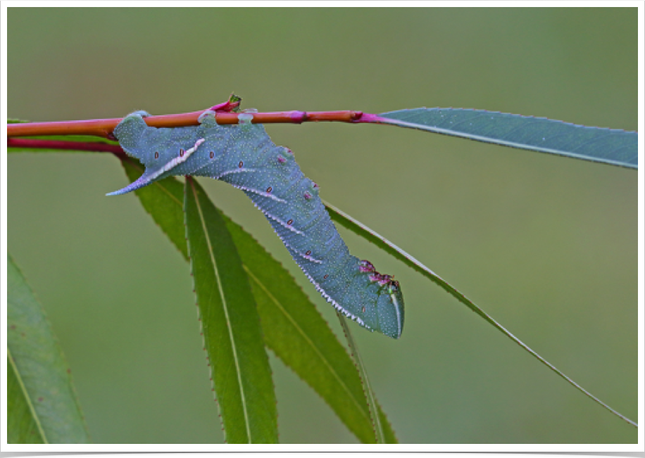 Smerinthus jamaicensis
Twin-spotted Sphinx
Lamar County, Alabama